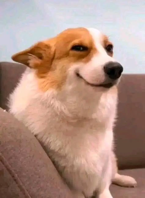dog hehe